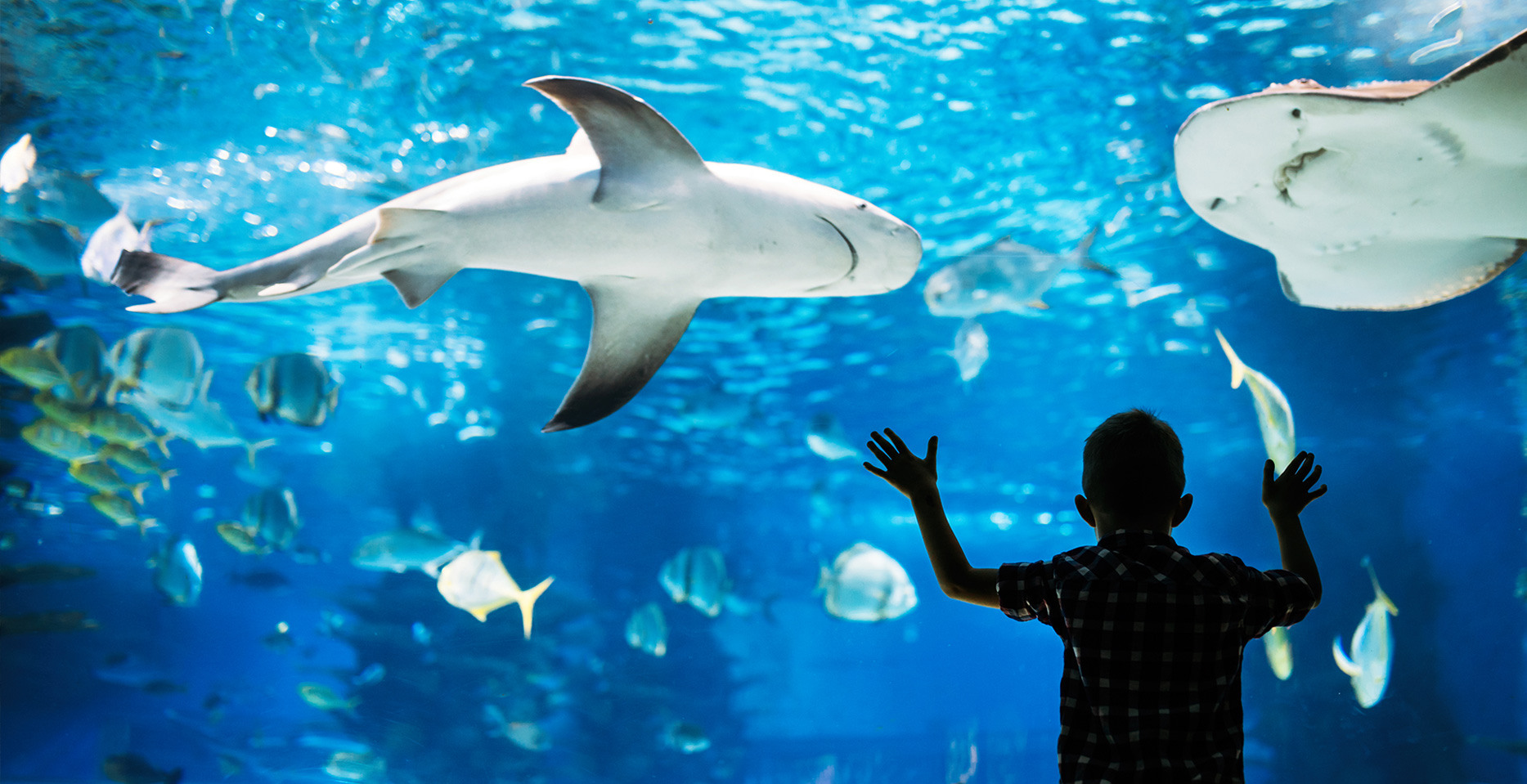A child watches sharks in a large tank