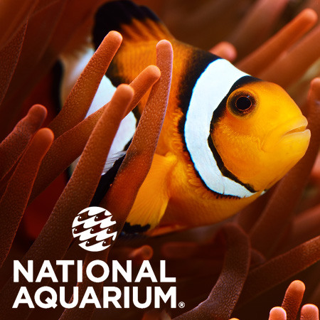 The National Aquarium