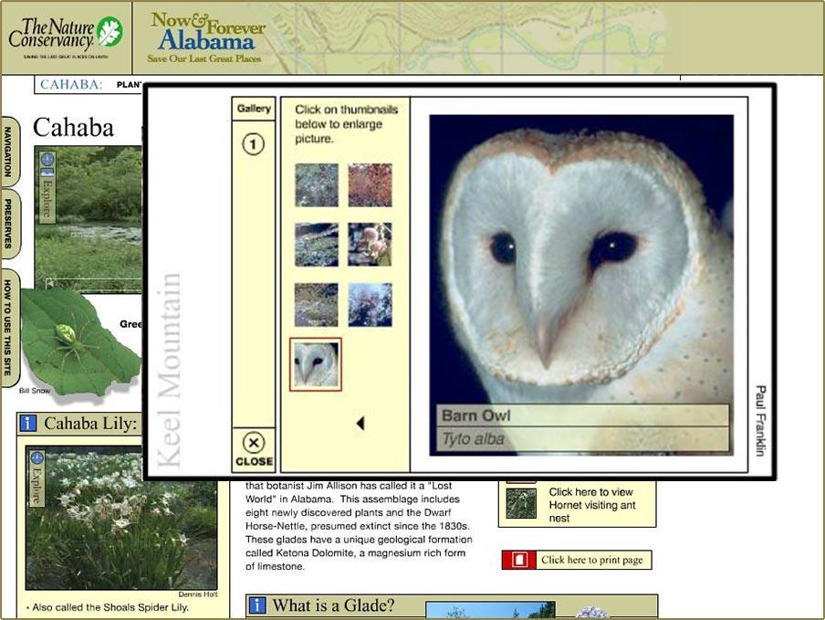 Nature Conservancy third website view