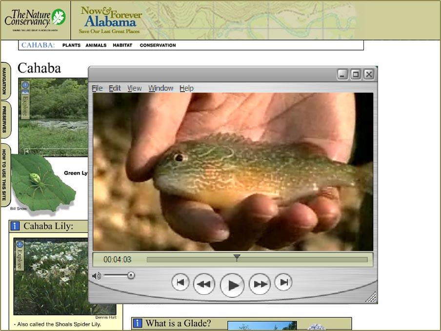 Nature Conservancy fifth website view